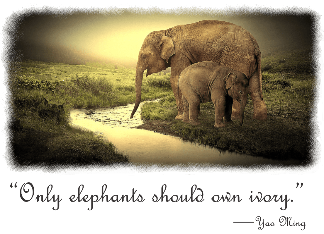 A Female Elephant Mom and Baby enjoying a drink - Classic White Shirt Collection - Shopify