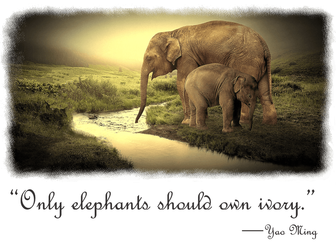 A Female Elephant Mom and Baby enjoying a drink - Classic White Shirt Collection - Smiling Wombat