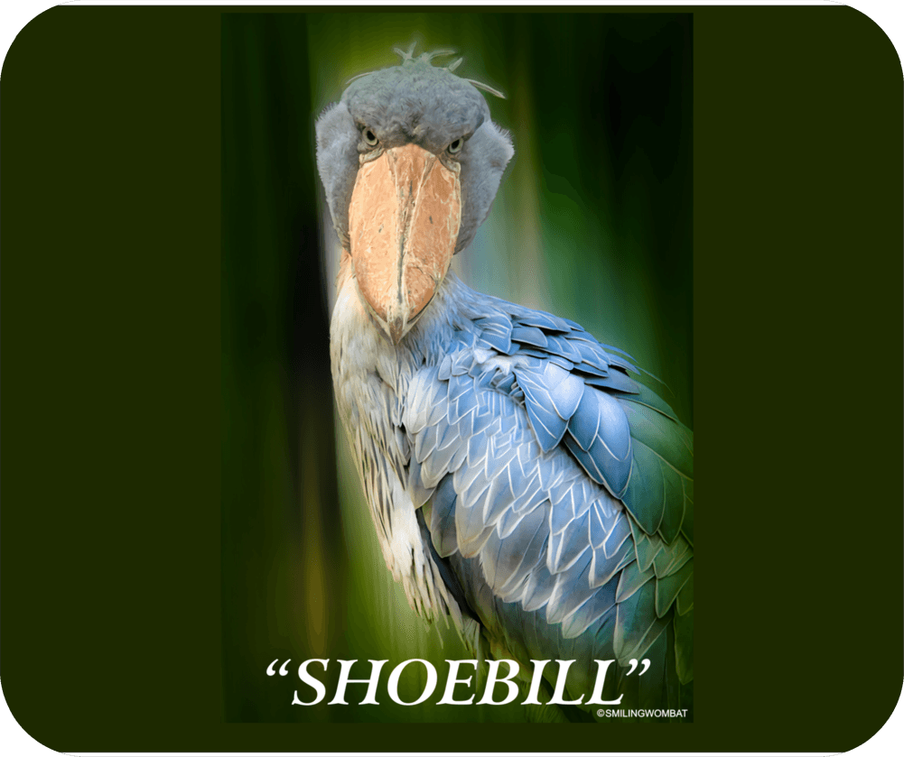 Shoebill Sweatshirt, Graphic Shoebill Stork Sweatshirts