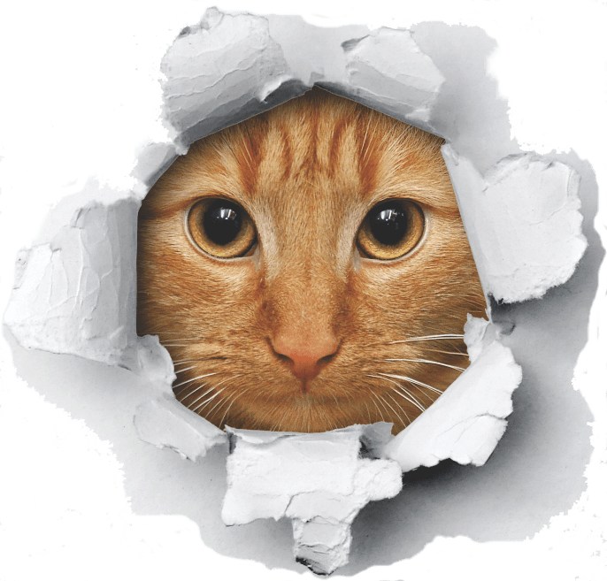 Cat in the Bag - "Won't Come Out" Tote bag - Shopify