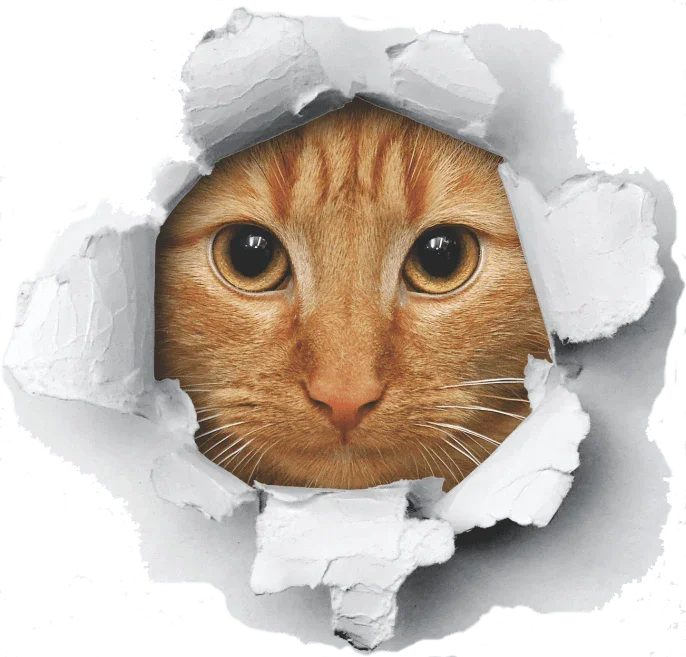 Cat in the Bag - "Won't Come Out" Tote bag - Shopify