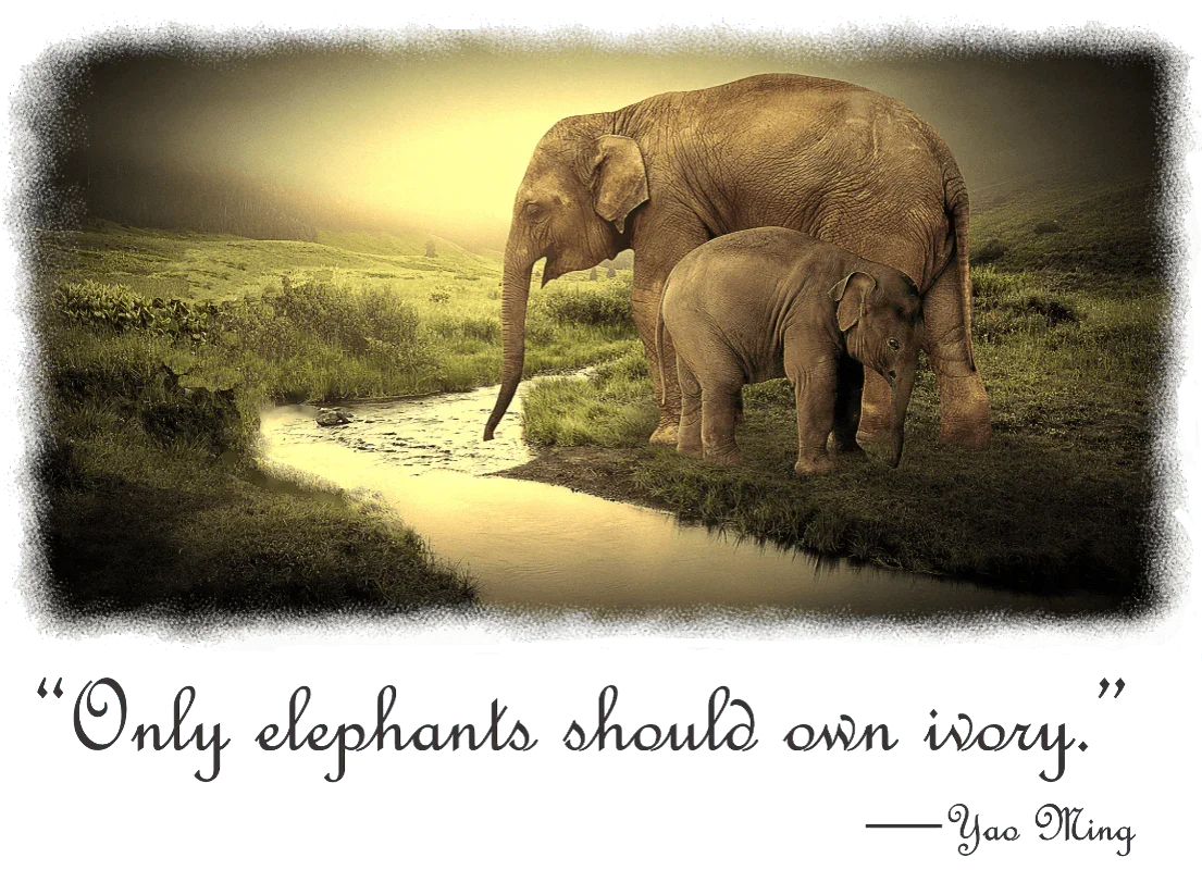 A Female Elephant Mom and Baby enjoying a drink - Classic White Shirt Collection - Shopify