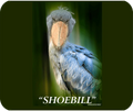 Shoebill Mouse Pad - Shopify