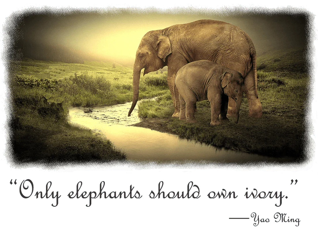Female Elephant Mom and Baby enjoying a drink - T-Shirts - Shopify